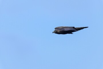 青空バックに猛スピードで急降下するイヌワシ