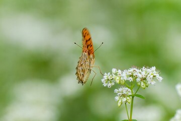 蕎麦の花の吸蜜を終えて飛び立つツマグロヒョウモン