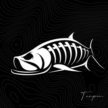 Fish skeleton, Unique and Fresh Skeleton of Tarpon Fish. Great to use as your fishing activity. 