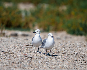 seagull on the beach