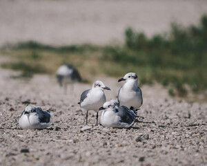 seagulls on the beach