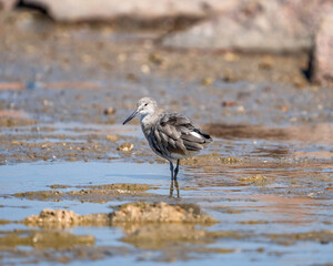 sandpiper bird in beach searching for food.