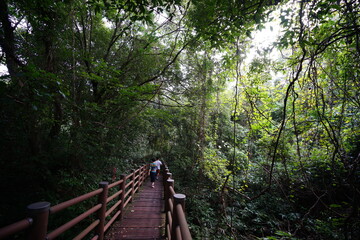 pathway through thick wild forest