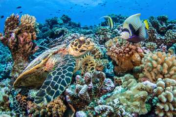 Hawksbill sea turtle on the reef