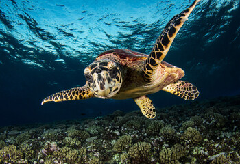 Naklejka premium Hawksbill sea turtle on the reef
