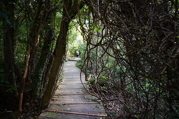 vines and old trees and path
