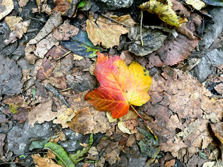 Autumn (Preamble)