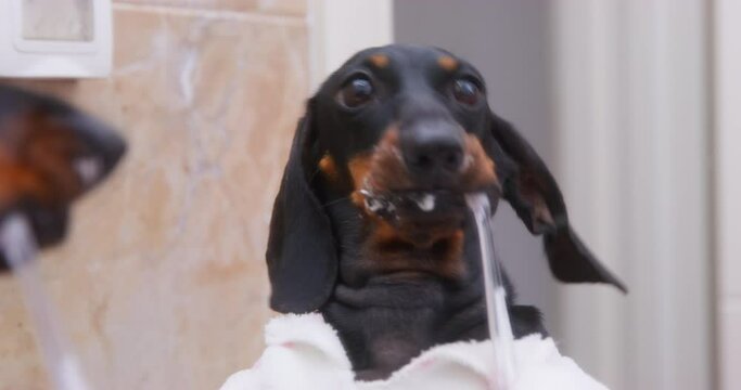 Funny puppy in pajamas in front of mirror in bathroom brushing his teeth with toothbrush licking paste. Dachshund comically clean own teeth. Oral care for pet tartar prevention veterinarian dentistry