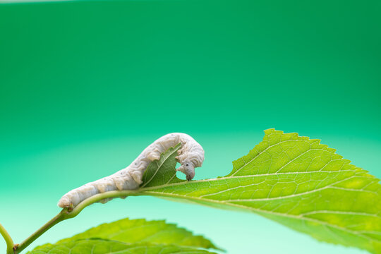One silkworm eating mulberry leaves