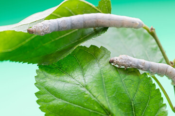 Two silkworms eating mulberry leaves