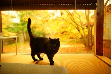 紅葉を背景に佇む黒猫