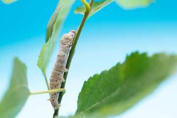 One silkworm eating mulberry leaves