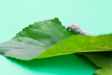 One silkworm eating mulberry leaf
