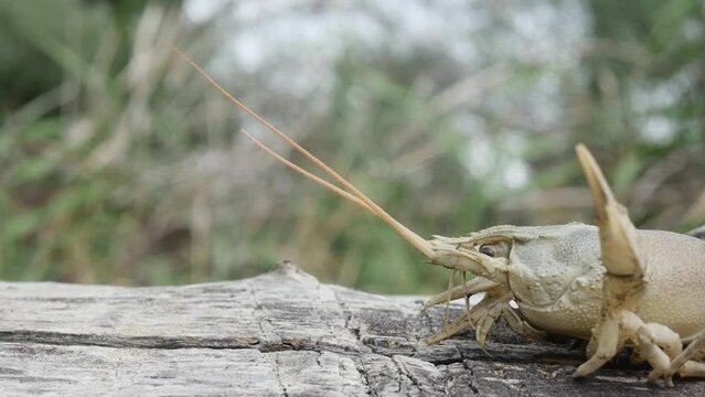 crayfish on a lying tree with claws raised up, close-up, side view