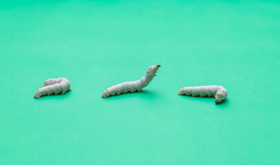 Three silkworms on green background