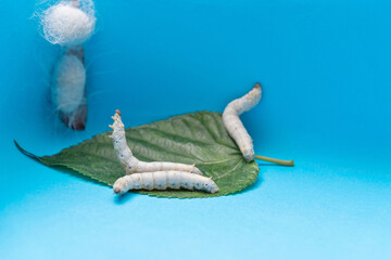 Silkworms make cocoon on paper box