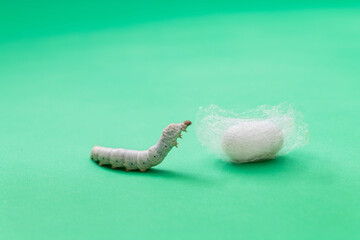 Silkworm make cocoon on green background