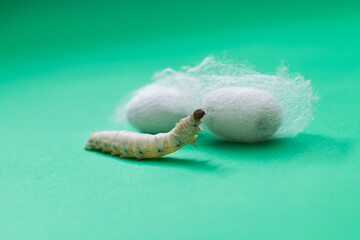 Silkworm make cocoon on green background