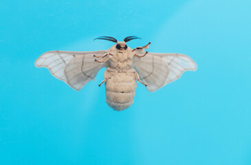 Silk moth on blue background