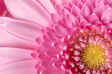 Closeup of Pink Gerbera Petals and Centre Fully in Focus