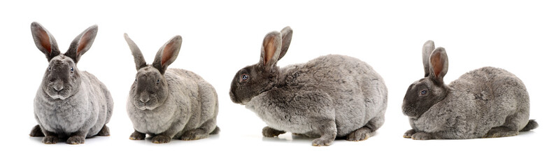 grey rabbit on a white background