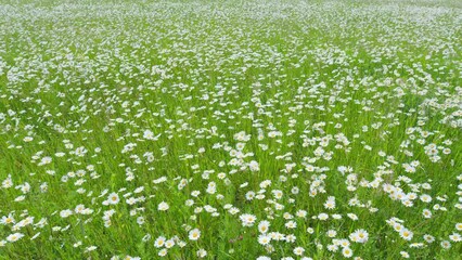 Flower meadow with beautiful white flowers. Blooming camomile in the green spring meadow. Wide shot.