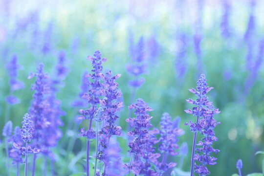 Flower, Beautiful, Lavender