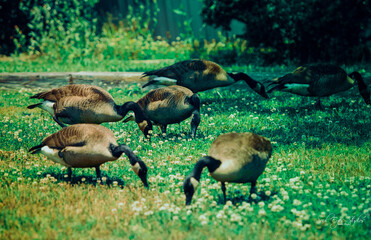 geese on a meadow