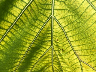 fresh green teak leaf texture