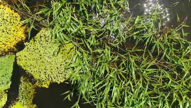 Drone flying above a green lily pad growing in the Amazon River in Brazil along with other green plants.