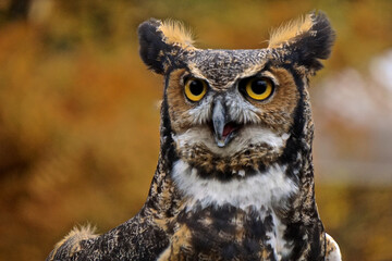 Great horned owl (Bubo virginianus).