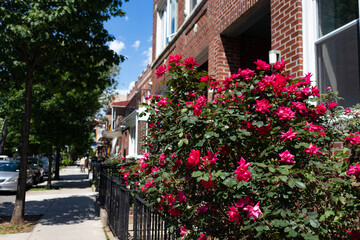 Beautiful Red Rose Bush along a Neighborhood Sidewalk with Brick Homes in Astoria Queens New York