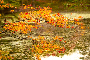 Naklejka na ściany i meble Autumn leaves along Horseshoe Pond in Andover, New Hampshire.
