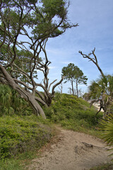 Driftwood Beach Jekyll island, Georgia USA