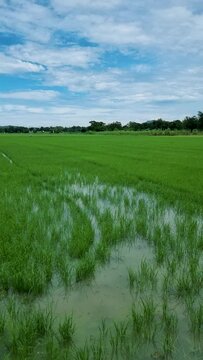 green rice field paddy field in Thailand Kanchanaburi. 