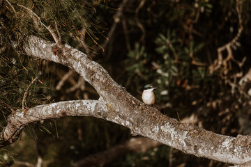 Azure Kingfisher bird perched in a tree