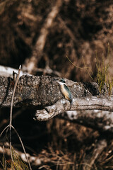 Sacred Kingfisher bird sitting in a tree, Ulladulla, NSW
