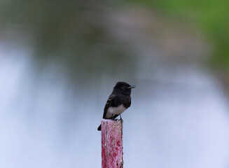 Little black bird on a log