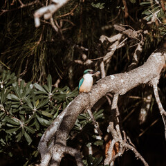 Azure Kingfisher bird perched in a tree