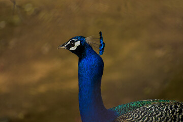Obraz premium peacock with feathers