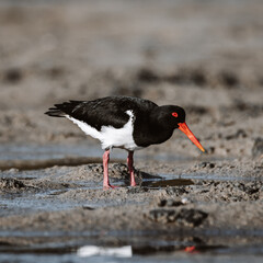Pied Oystercatcher bird looking for crabs at a lake