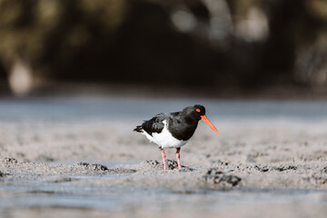 Pied Oystercatcher bird looking for crabs at a lake