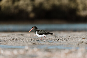 Pied Oystercatcher bird looking for crabs at a lake