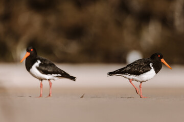 Pied Oystercatcher bird looking for crabs at a lake
