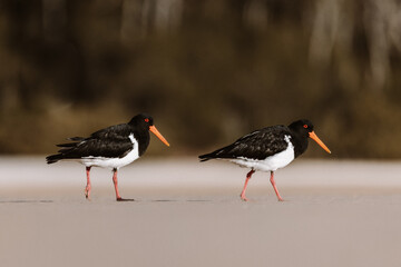Pied Oystercatcher bird looking for crabs at a lake