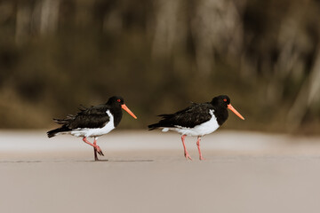 Pied Oystercatcher bird looking for crabs at a lake