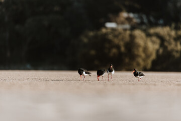 Pied Oystercatcher bird looking for crabs at a lake