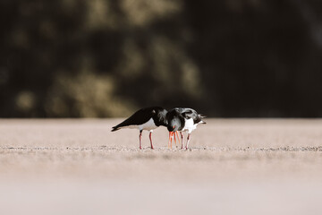 Pied Oystercatcher bird looking for crabs at a lake