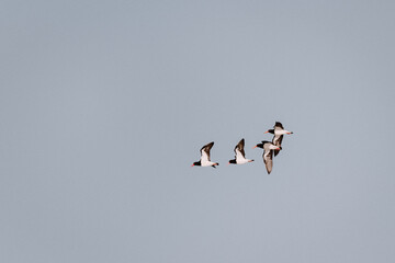 Group of Eurasian oystercatcher (pied oystercatcher) birds at a lake in NSW, Australia.