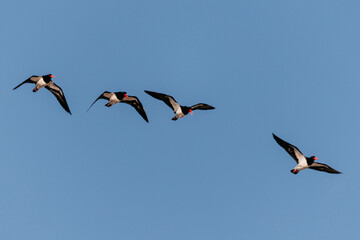 Group of Eurasian oystercatcher (pied oystercatcher) birds at a lake in NSW, Australia.